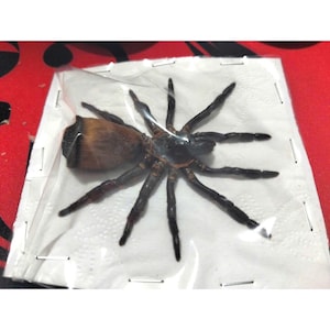May include: A large, dark brown and black spider, possibly a tarantula, is encased in clear plastic. The spider is resting on a white paper towel, stapled to the plastic. The background is a red surface with black polka dots.