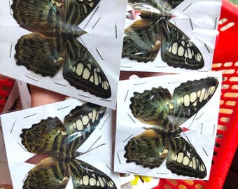 Pack of 2 Blue Clipper Butterfly Spread Wings Parthenos sylvia Real Butterfly Taxidermy Wall Art Display Gift