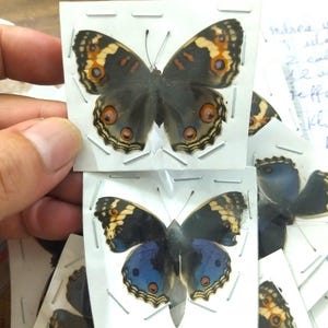 May include: Two preserved butterflies mounted on white paper cards with staples. The top butterfly features dark brown wings with orange and black eyespots. The bottom butterfly displays dark wings with iridescent blue patches and orange eyespots.