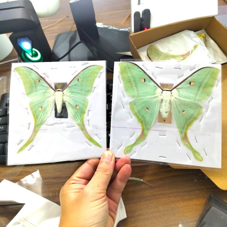 May include: Two preserved Luna moths with pale green wings, long tails, and small brown eyespots on each wing. Each moth is mounted on a white rectangular card and secured with small staples, displaying a white body and delicate wing veins.