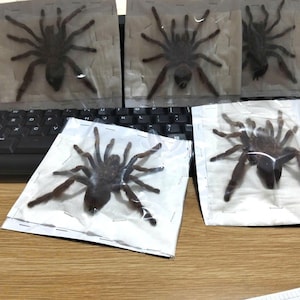 May include: Six dark brown tarantulas, each individually packaged in a clear plastic bag. The spiders are displayed on a wooden surface near a black keyboard. The tarantulas have multiple legs and a large body.