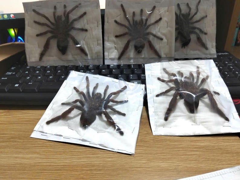 May include: Six dark brown tarantulas, each individually packaged in a clear plastic bag. The spiders are displayed on a wooden surface near a black keyboard. The tarantulas have multiple legs and a large body.