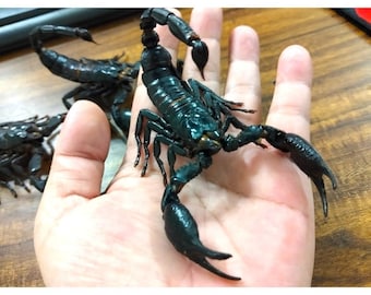 Pack of 2 Real Heterometrus Laoticus Scorpions – Dried, Spread Legs Educational & Collector Specimen