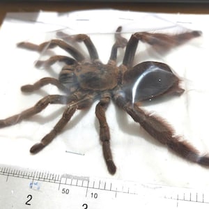 May include: A brown tarantula with hairy legs and body, enclosed in a clear plastic bag. The spider is positioned on a white surface, with a ruler visible along the bottom edge, showing measurements in inches.