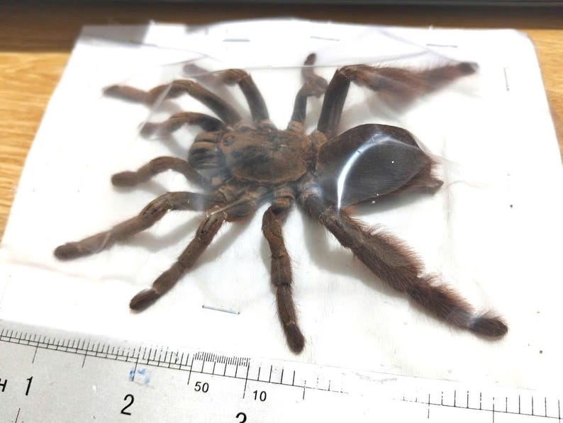 May include: A brown tarantula with hairy legs and body, enclosed in a clear plastic bag. The spider is positioned on a white surface, with a ruler visible along the bottom edge, showing measurements in inches.