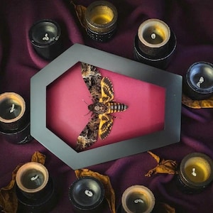 May include: A framed moth with yellow and brown wings, set against a pink background. The frame is surrounded by small black candles with lit wicks, and scattered dried leaves, all on a deep purple fabric.