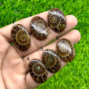 Polerad ammonit fossil cabochon, naturlig oval ädelsten för smyckestillverkning