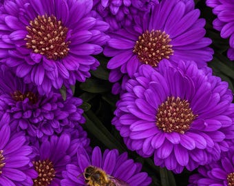 25 Purple Gem Marigold Seeds (Tagetes) – Unique Purple Blooms | Easy Annual Flower | Pollinator Friendly | Garden & Container Planting