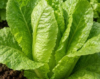 Parris Island Romaine – Crisp NON-GMO Caesar Lettuce Seeds