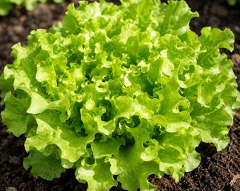Salad Bowl Lettuce – NON-GMO Cut-and-Come-Again Greens (100)