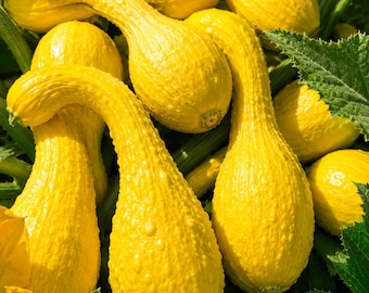 Crookneck Yellow Squash – Heirloom NON-GMO Summer Garden 5 Seeds
