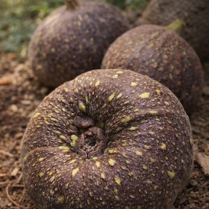 May include: Close-up of several ripe figs, showcasing their textured, dark purple skin speckled with yellow-green spots. The figs are arranged on a bed of brown mulch, with a blurred background of greenery and a tree trunk.