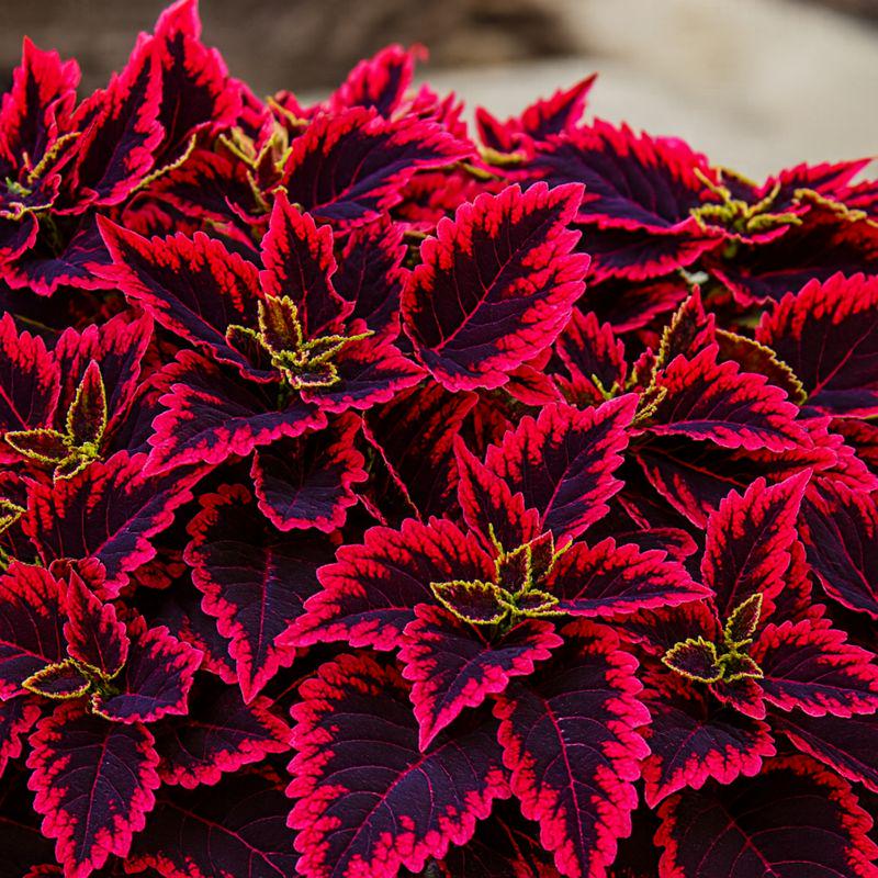 25 Kong Red Coleus Seeds | Bold Red Foliage Plant, Easy Garden Planting ...