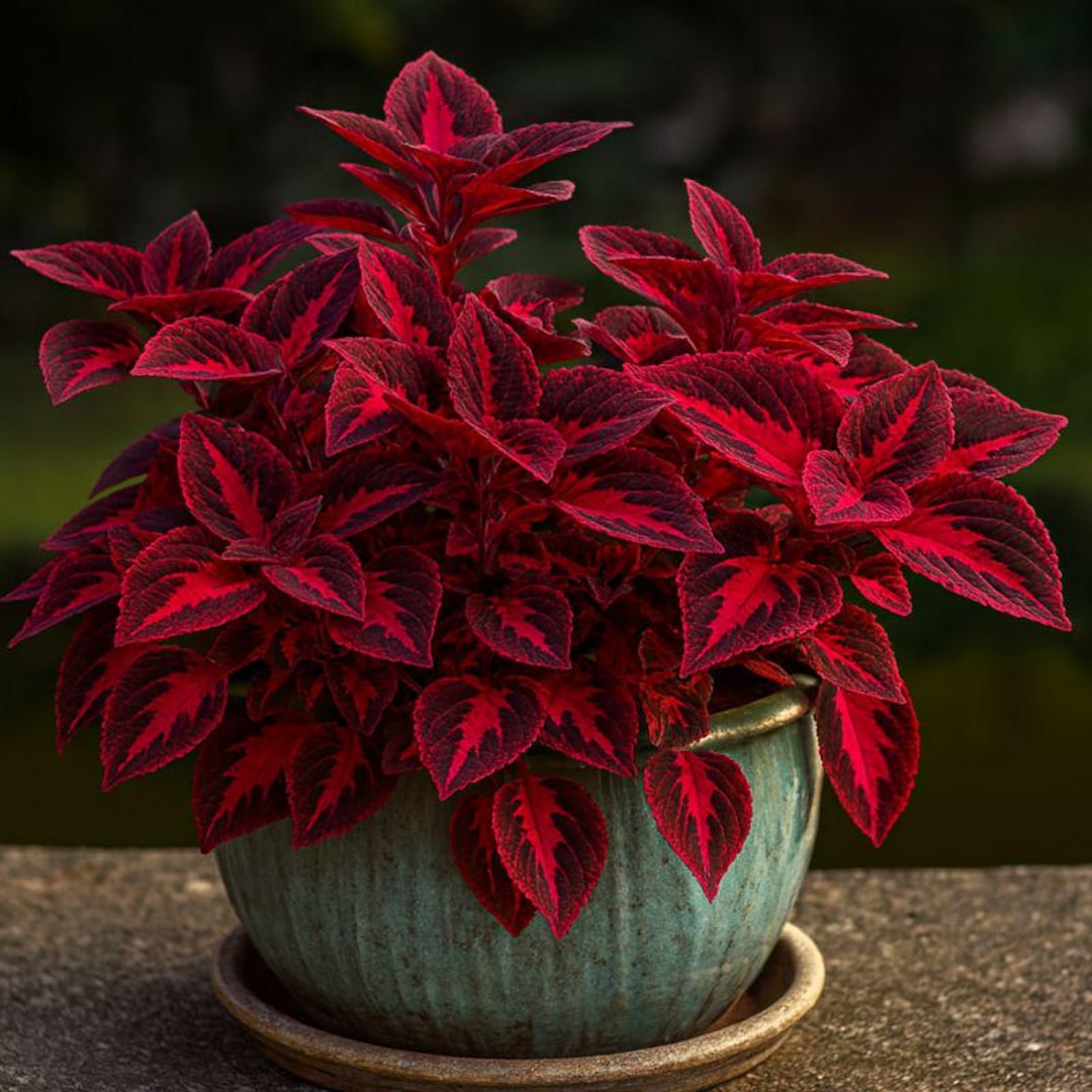 25 Kong Red Coleus Seeds | Bold Red Foliage Plant, Easy Garden Planting ...