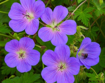 25 Rozanne Geranium Seeds (Gerwat) | Hardy Perennial Flower, Blue Violet Blooms, Long Blooming Garden Plant