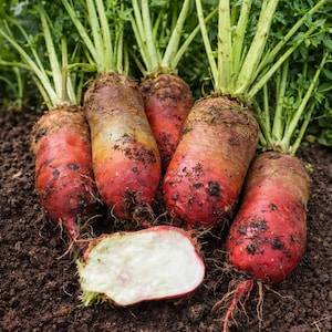 May include: A close-up shot of freshly harvested beets with vibrant red and yellow hues. The beets are partially covered in soil, with green leafy tops. One beet is cut open, revealing a white interior.