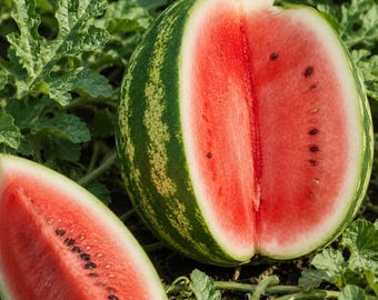 Crimson Sweet Watermelon  Juicy NON-GMO Heirloom Melon Seeds 5