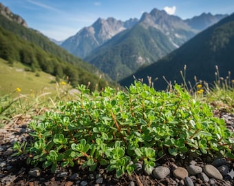 1250+ Green Purslane Seeds - Grow a Massive Patch of Omega-3 Rich Superfood! Tangy, Drought-Proof & Fast-Growing.