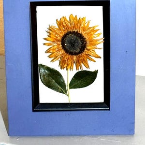 Sunflower dried in silica crystals in a 10x7 blue hardwood refurbished frame