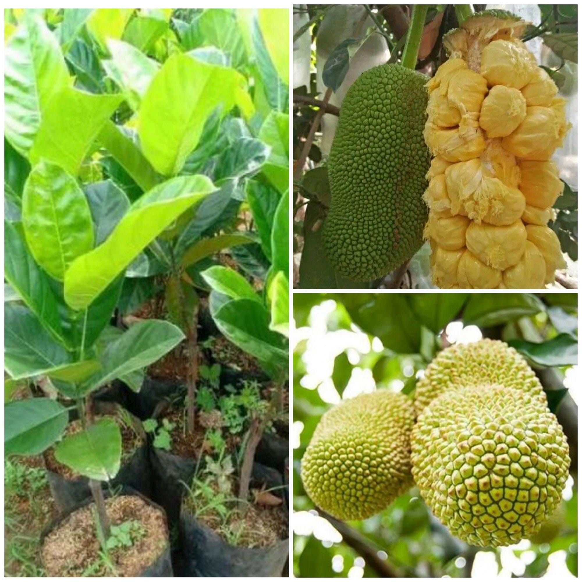 Cempedak Plant - Etsy Canada