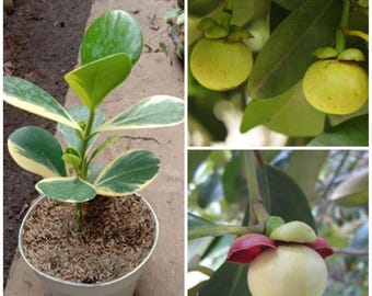 Bonte mangosteen geënte zaailing, inclusief fytosanitair certificaat, DHL verzending.
