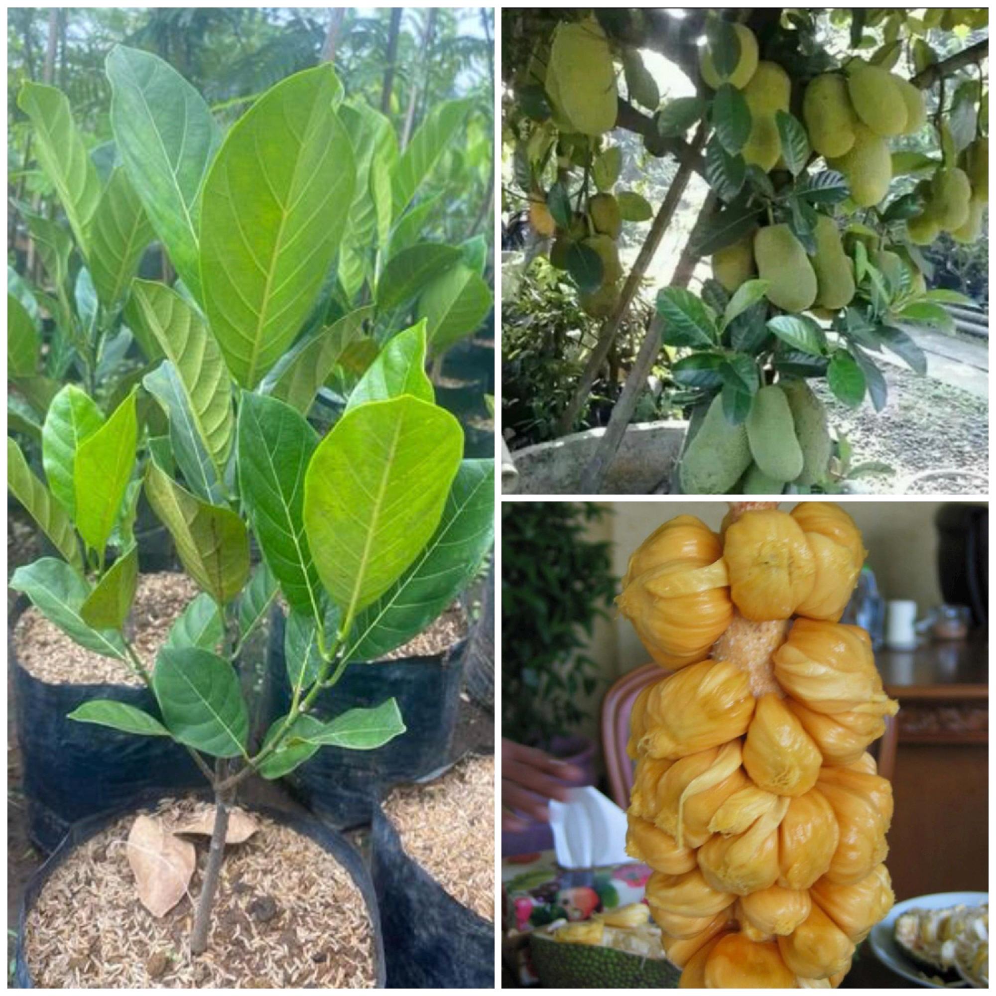 Cempedak Plant - Etsy Canada