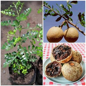 May include: A collage showing a plant and its fruit. The plant has green leaves and is in a black pot. Two round, brown fruits hang from a branch. Sliced fruit reveals dark pulp on a plate.