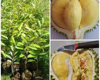 Namlung Durian geënte zaailing Gratis fytosanitair certificaat DHL-verzending