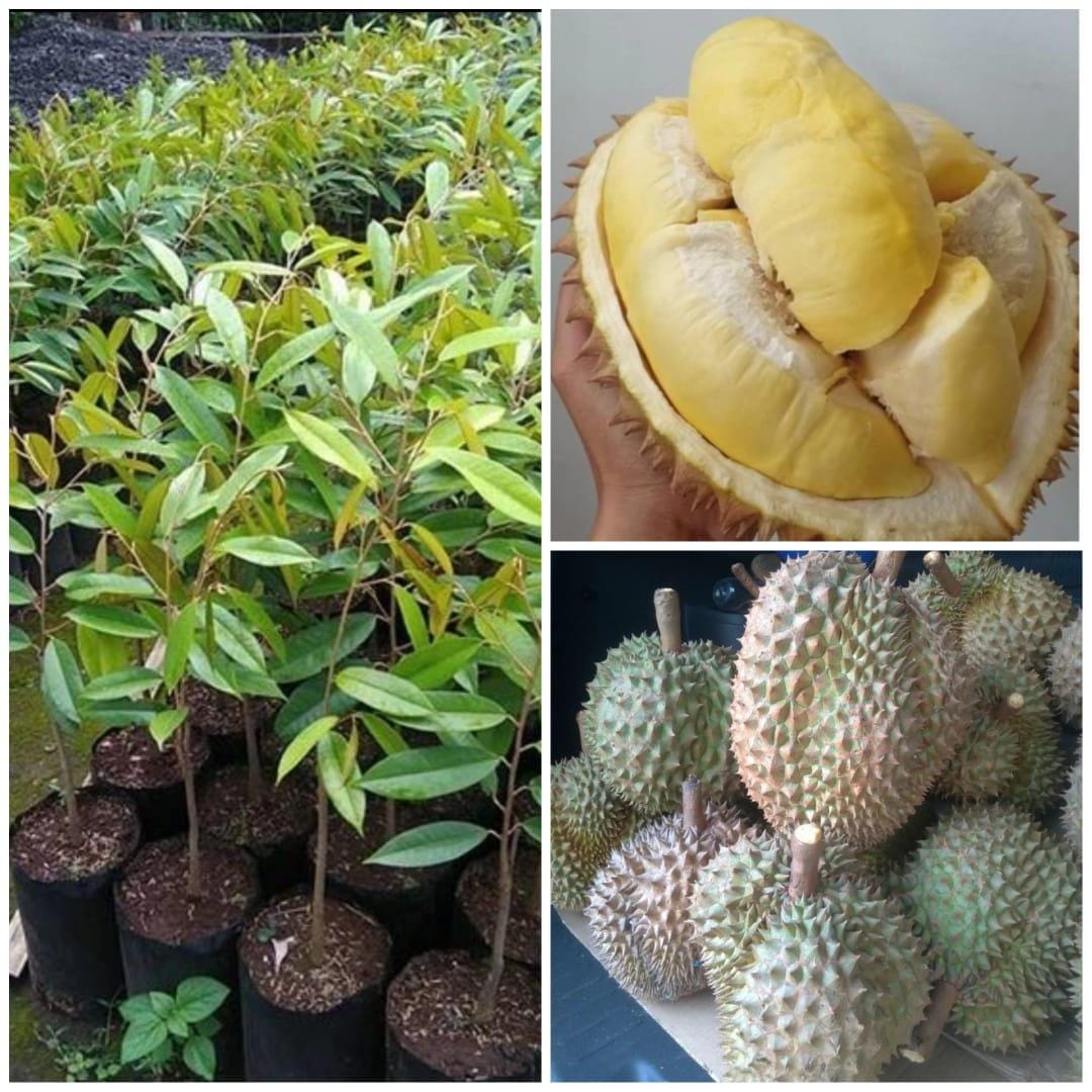 Durian seeds - Etsy 日本
