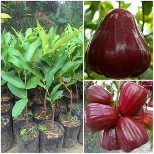 Puede incluir: Un collage con tres imágenes: plantas jóvenes en macetas negras, una sola fruta grande de color rojo oscuro y un grupo de frutas similares. Las frutas tienen un aspecto brillante y una forma de campana. Las plantas tienen hojas verdes.