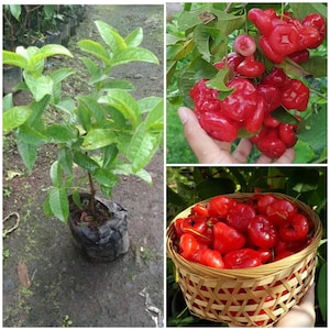 以下が含まれることがあります： 緑の葉を持つ若い植物、枝についた鮮やかな赤い果実の房、同じ赤い果実でいっぱいのバスケットを特徴とする画像のコラージュ。果実は光沢のある外観をしています。