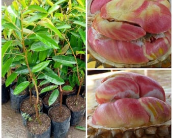Plántula injertada de durian arcoíris. Certificado fitosanitario gratuito. Envío por DHL.