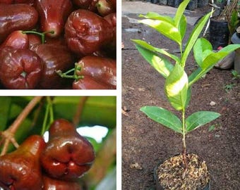 Plántula injertada de manzana de agua Cincalo Rojo con certificado fitosanitario gratuito y envío DHL