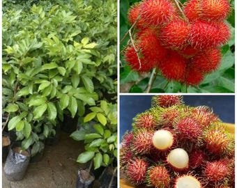 Plántula injertada de Rambután de la Dama Certificado fitosanitario gratuito Envío DHL