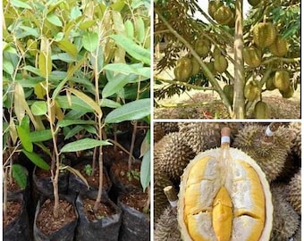 Plántula injertada de durian Bawor con certificado fitosanitario gratuito y envío por DHL