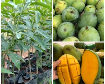 Harumanis Mango gepfropft Seeling Free pflanzengesundheitliche Zertifikat DHL-Versand