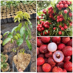 Puede incluir: Un collage de imágenes con plantas y frutos de lichi. Una imagen muestra un joven árbol de lichi en una maceta negra. Otras imágenes muestran racimos de lichis rojos en un árbol y un primer plano de la fruta, algunos pelados para revelar la pulpa blanca.