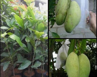 Golek Mango veredeltes Seeling-freies pflanzengesundheitliches Zertifikat DHL-Versand