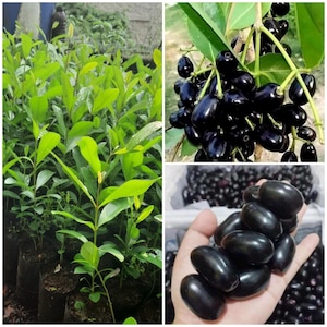 May include: A collage featuring young green saplings in black plastic nursery bags, a cluster of dark purple jamun fruit hanging from a branch with green leaves, and a hand holding a handful of oval-shaped, glossy dark purple jamun fruit.