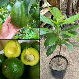 Könnte beinhalten: Eine Collage von Bildern mit Avocados. Ein Bild zeigt eine Hand, die eine große, grüne Avocado hält. Andere Bilder zeigen ganze und halbierte Avocados, die das gelbe Fruchtfleisch und den Kern freilegen. Eine kleine Avocadopflanze in einem schwarzen Topf ist ebenfalls abgebildet.