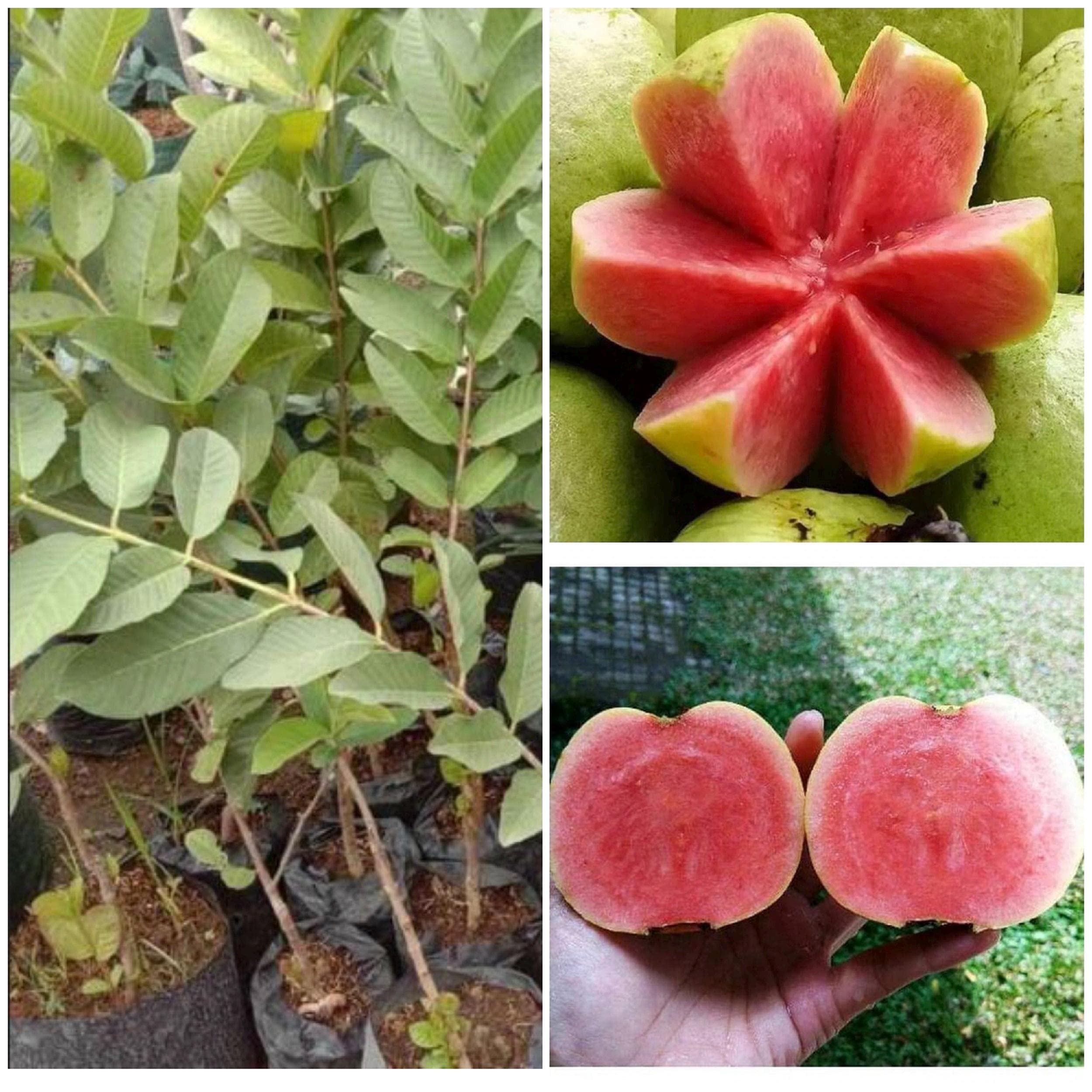 Grafted guava trees - Etsy 日本
