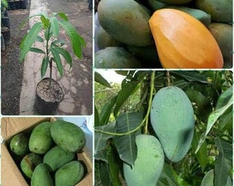 Gadung Mango veredeltes Seeling-freies pflanzengesundheitliches Zertifikat DHL-Versand