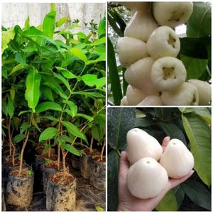 Peut inclure: Un collage d'images présentant le Syzygium aqueum, également connu sous le nom de pomme d'eau. Les images incluent de jeunes plants en pots noirs, des grappes de fruits blancs sur une branche et une main tenant plusieurs fruits blancs. Les fruits ont une forme de poire.