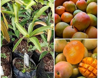 Gedong Gincu Mango veredelte Samenling Free pflanzengesundheitliche Zertifikat DHL-Versand