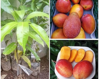 Rote Garifta Mango veredelte Seeling-freies pflanzengesundheitliches Zertifikat DHL-Versand