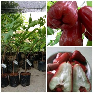 Red Deli Water pour semis de pommes greffées Certificat phytosanitaire gratuit Expédition DHL