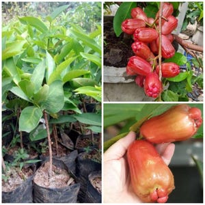 Petruk Vattenäpple Ympad Planta Gratis Fytosanitärt Certifikat DHL Frakt