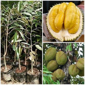 Ympad planta av Musang King Durian Gratis växtskyddscertifikat DHL-frakt