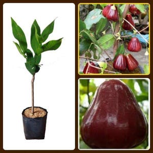May include: An image showcases a rose apple tree in a black pot, with vibrant green leaves and a slender trunk. The image also features close-ups of the rose apples, which are a deep red color and have a glossy appearance. The fruit is pear-shaped.