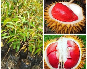 Rode doerianus geënte zaailing gratis fytosanitair certificaat DHL-verzending